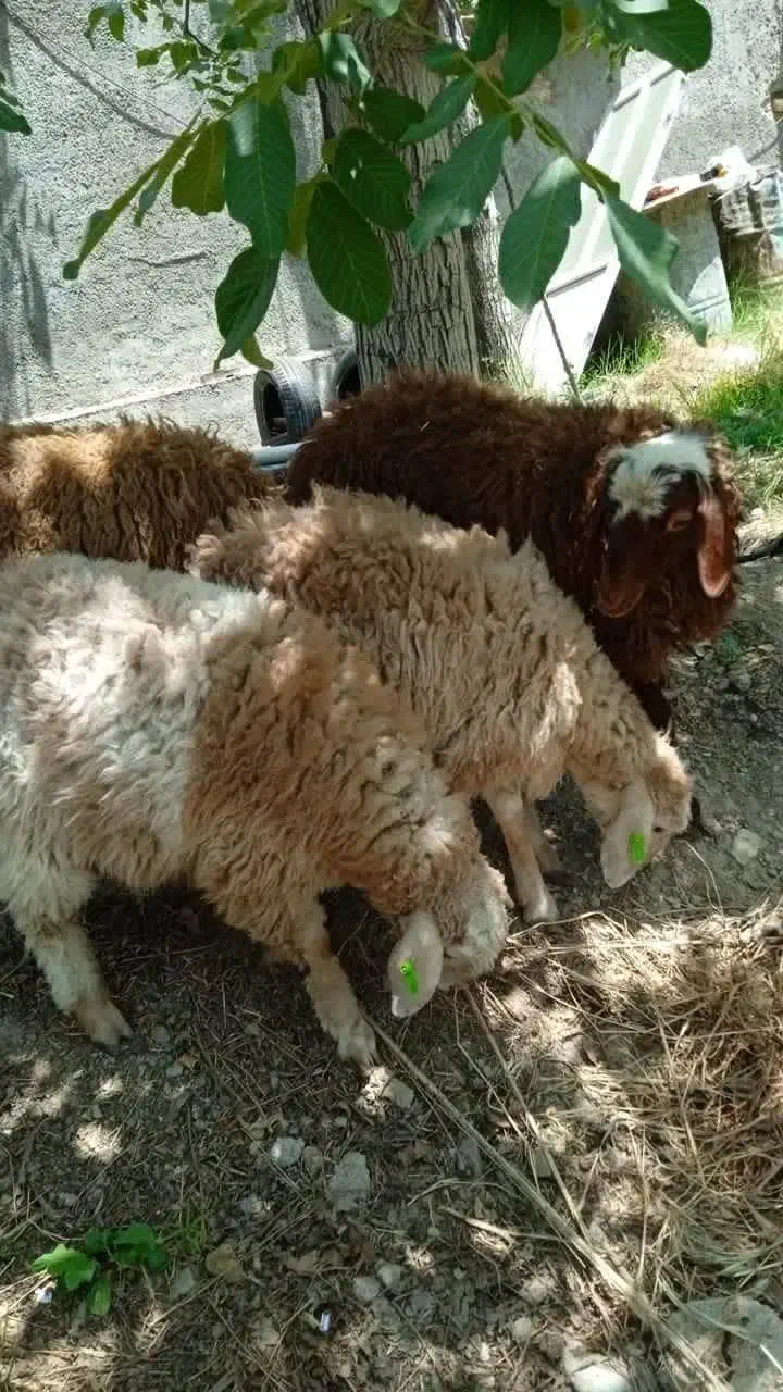 ذبح دام// گوسفند//گوساله زنده|حیوانات مزرعه|رودهن, |دیوار