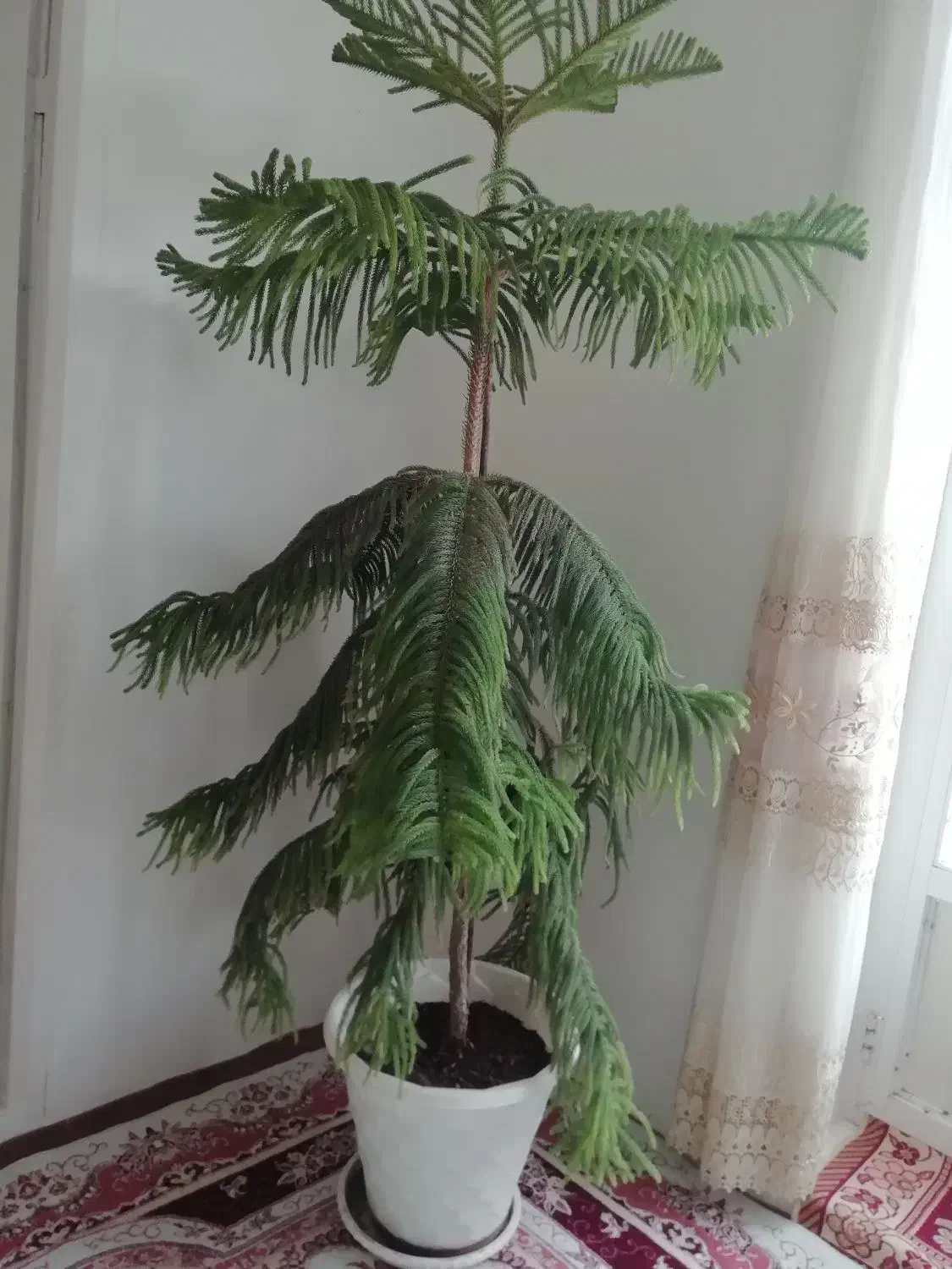 کاج مطبق|گل و گیاه طبیعی|مرند, |دیوار