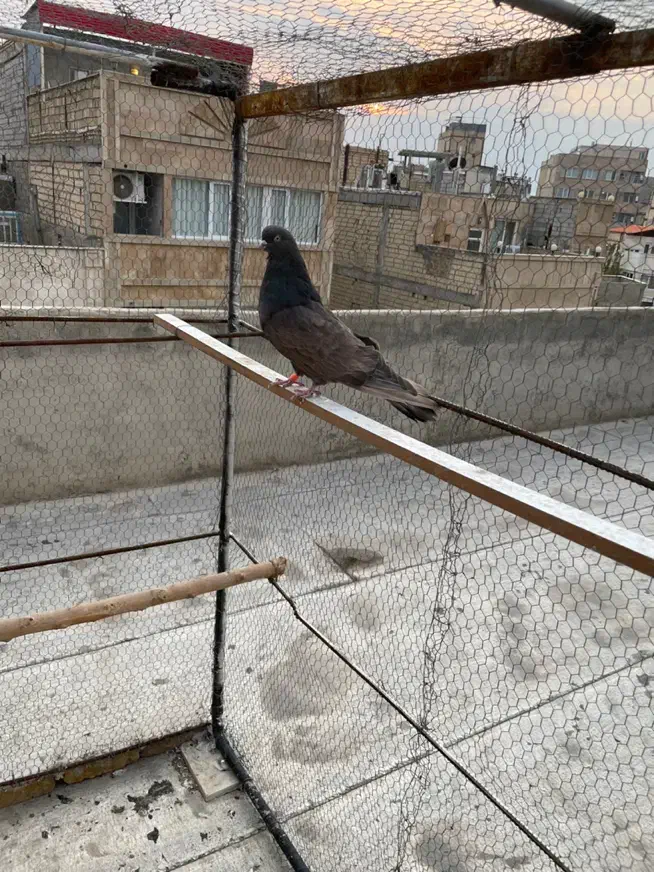 کبوتر سرور|پرنده|مشکین‌دشت, |دیوار