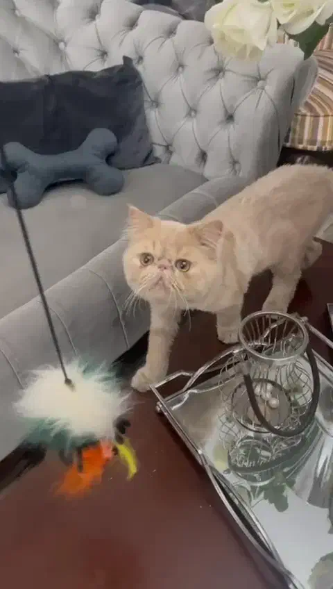 گربه پرشین سوپر فلت نر|گربه|مشکیندشت, |دیوار