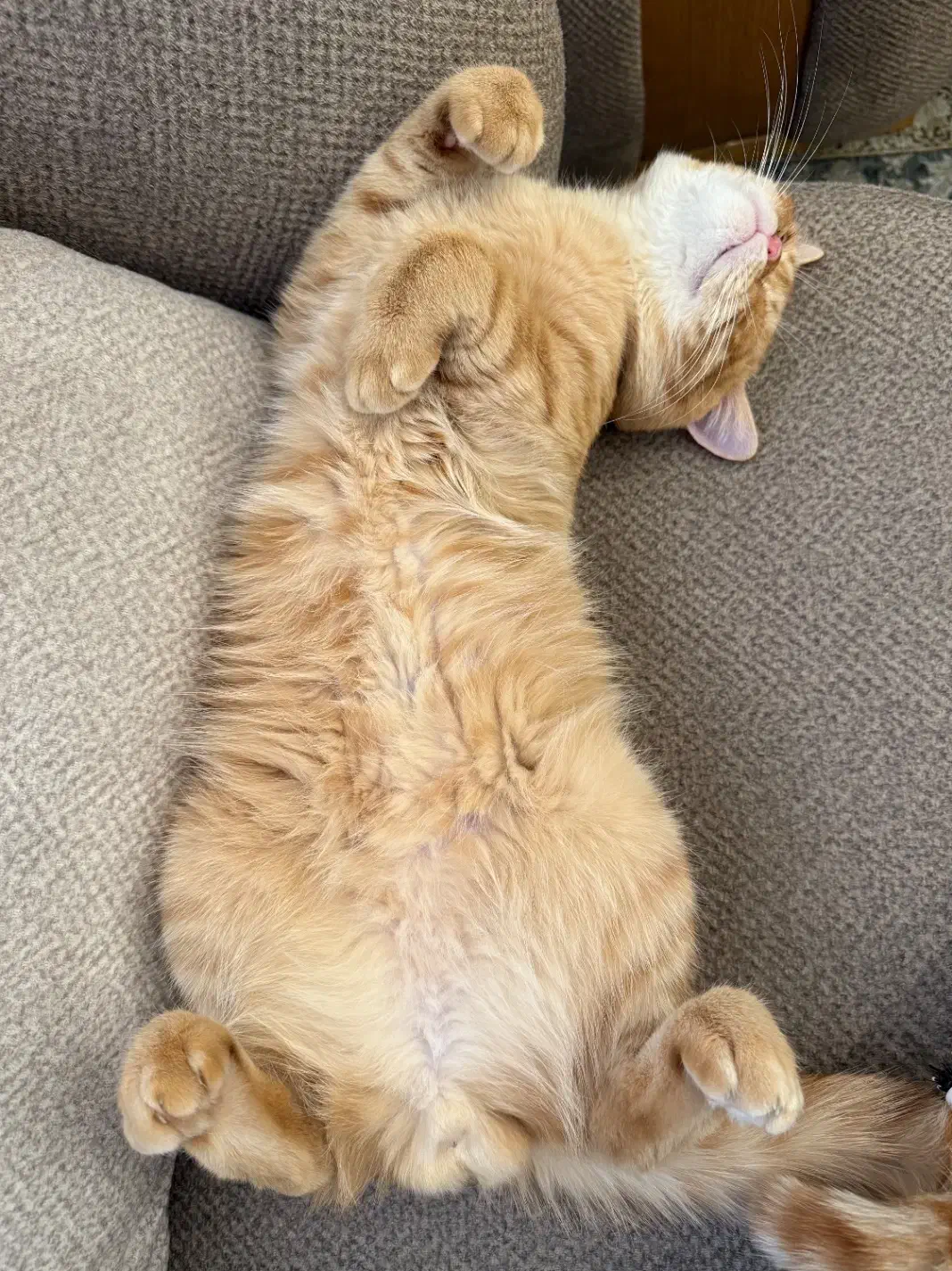 گربه بیریتیش نارنجی باهوش و بازی گوش|گربه|محمدشهر, همایون ویلا|دیوار