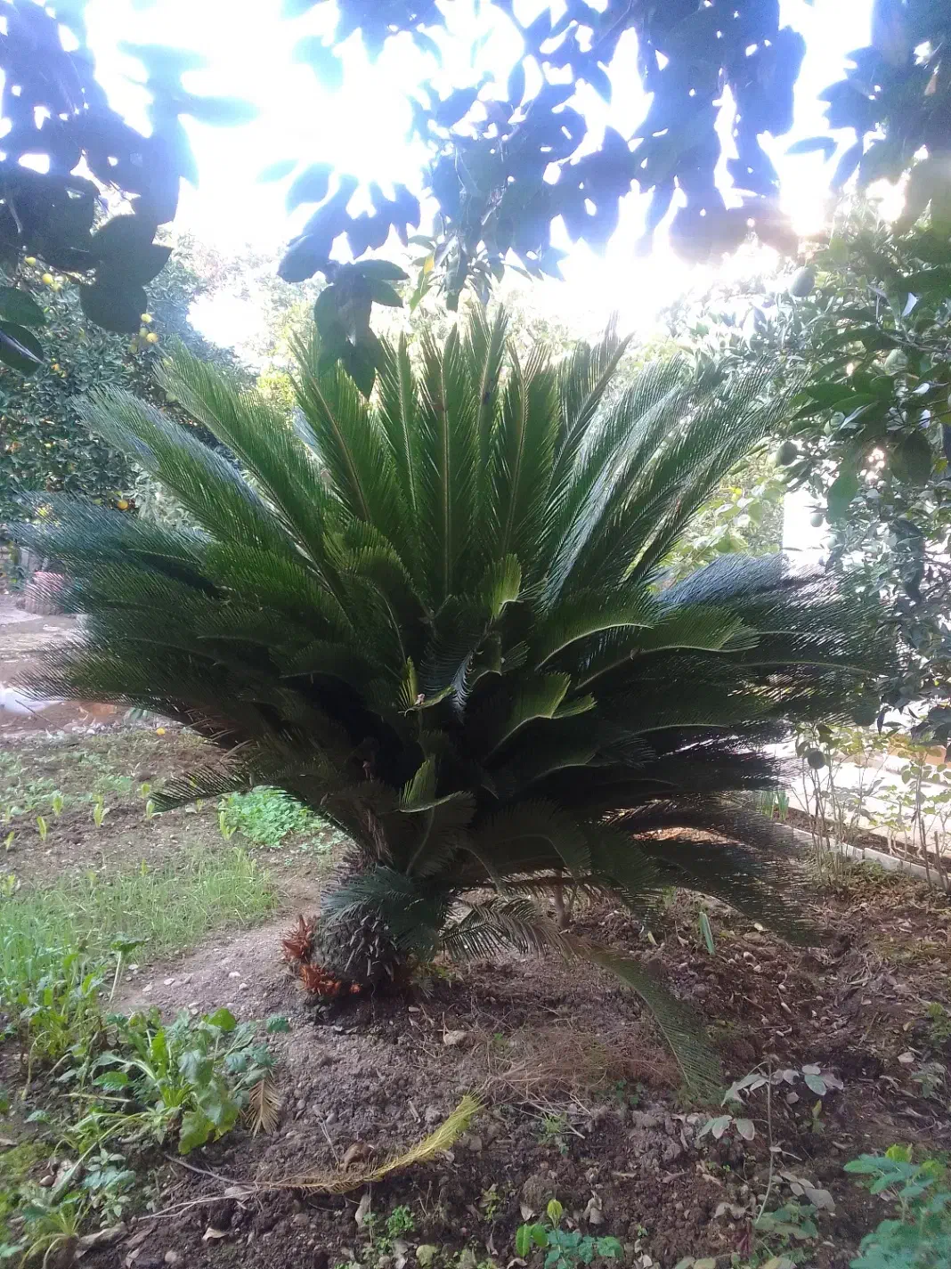 فروش گل سیکاس ۱۵ ساله|گل و گیاه طبیعی|بهشهر, |دیوار