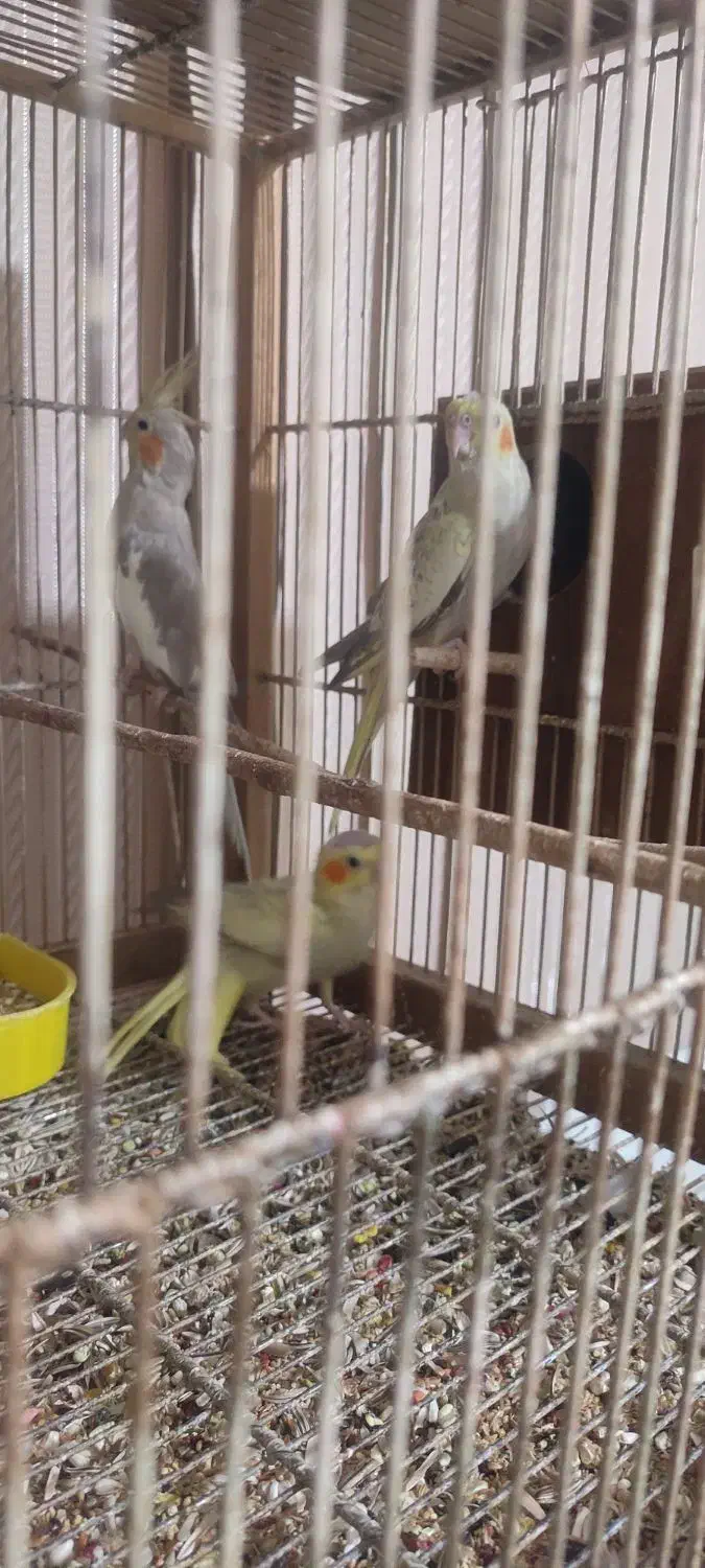 جفت‌عروس هلندی آهویی بادوتا جوجه|پرنده|قم, هنرستان|دیوار