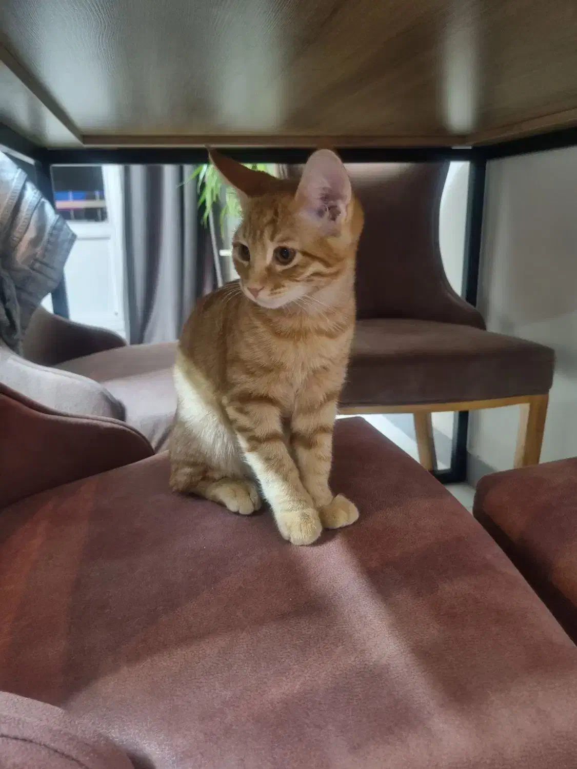 واگزاری دوتا بچه گربه|گربه|تهران, مجیدآباد|دیوار