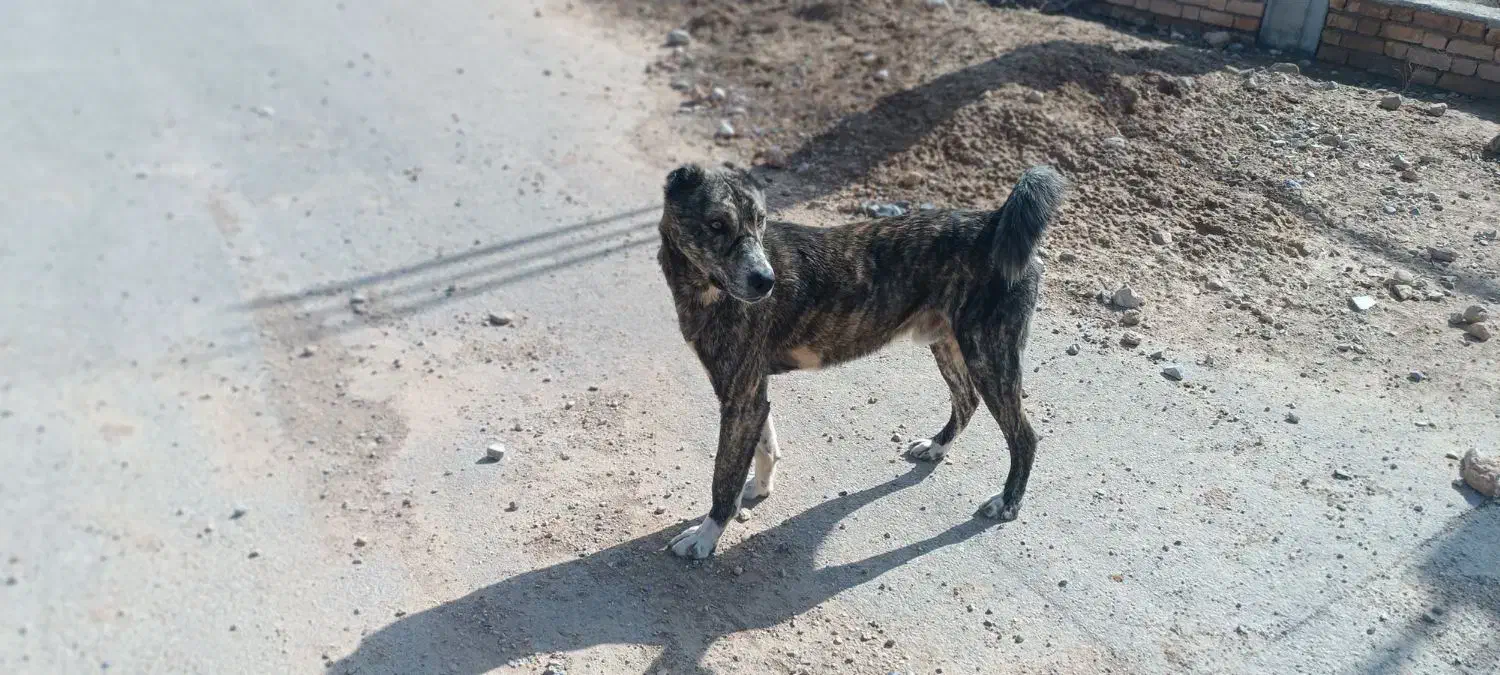 سگ نر|سگ|بجنورد, |دیوار