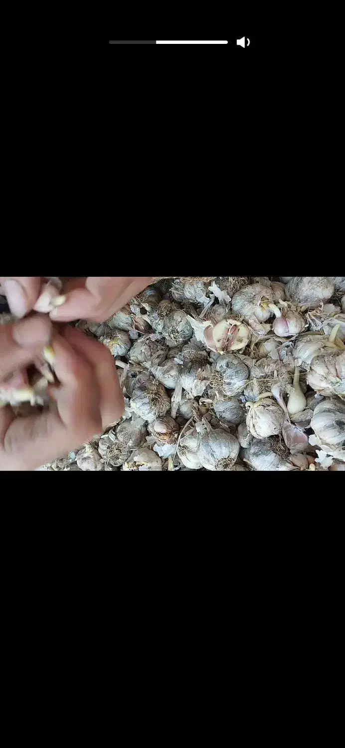 سیر قرمز اصل 180|ماهی|ساری, |دیوار