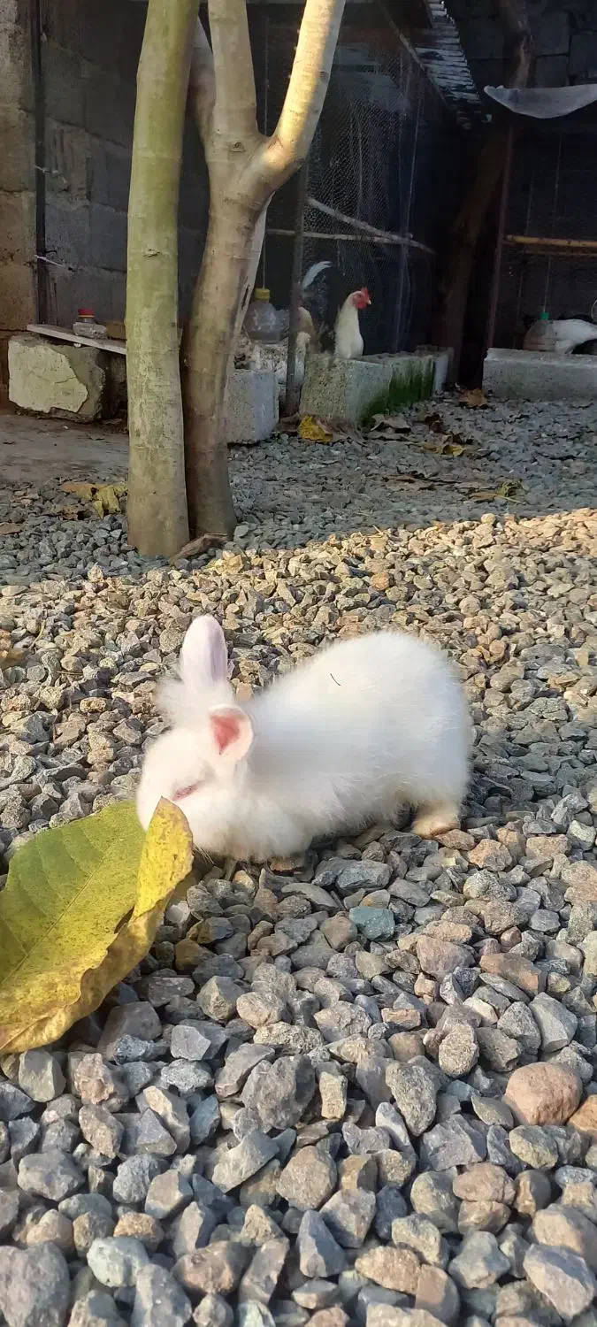 حیوانات خانگی|موش و خرگوش|رودسر, |دیوار