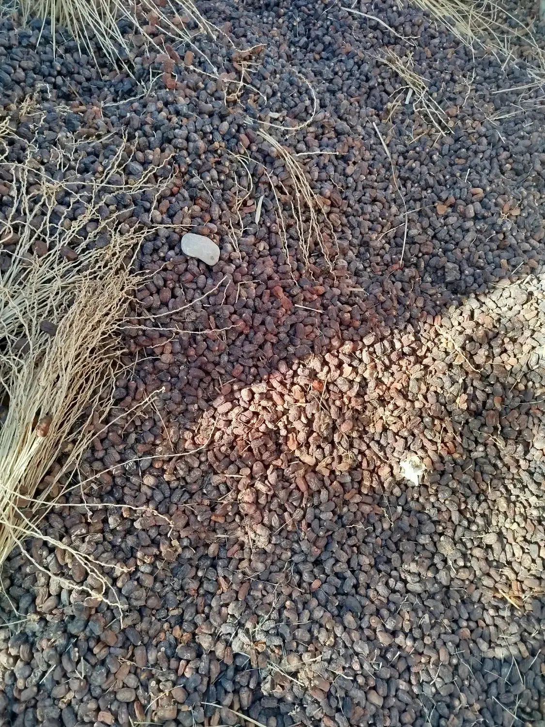 ضایعات خرما|عمده‌فروشی|فهرج, |دیوار