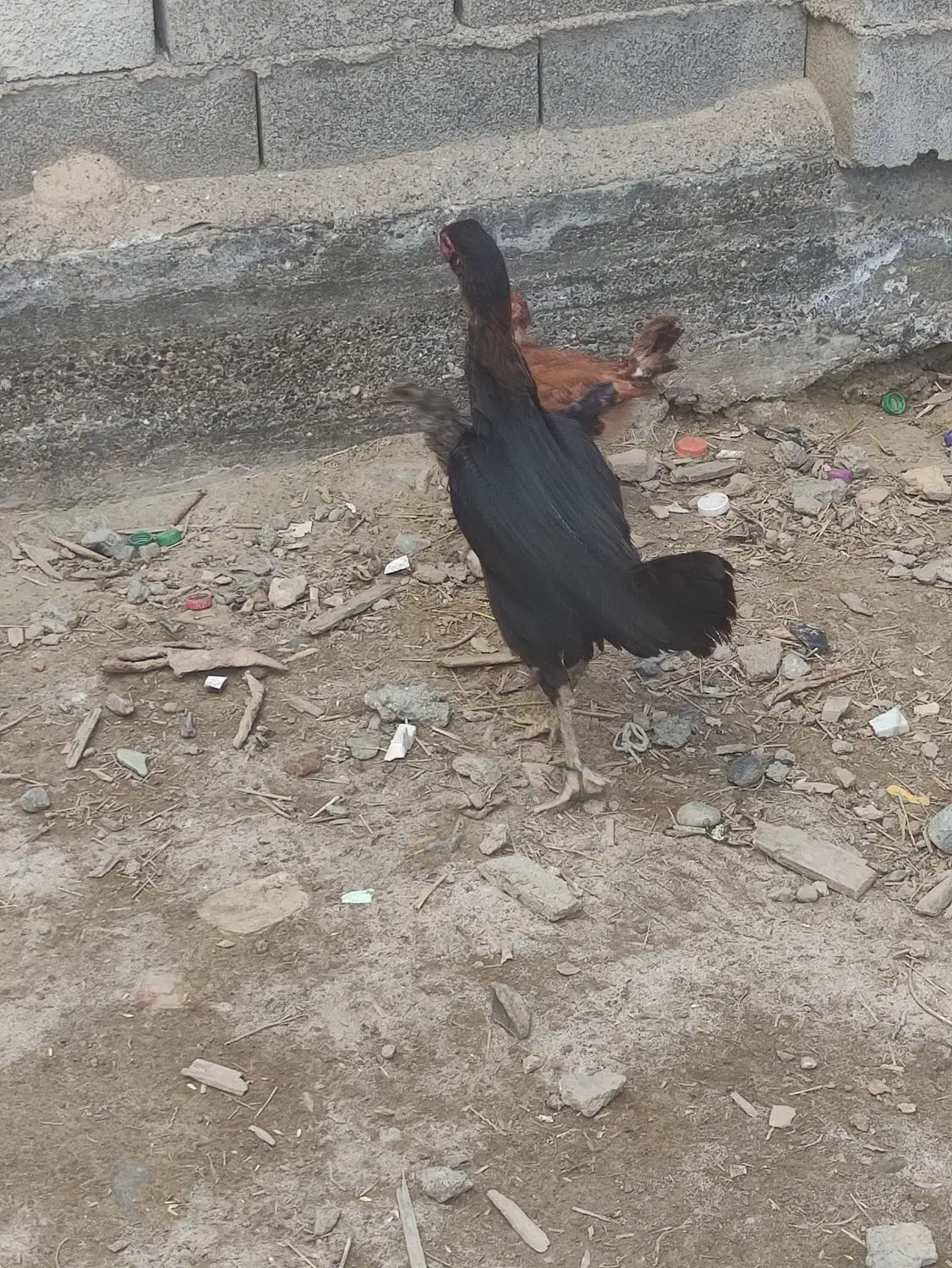 مرغ لاری کرچ با دوتا جوجه محلی|حیوانات مزرعه|سیمین شهر, |دیوار