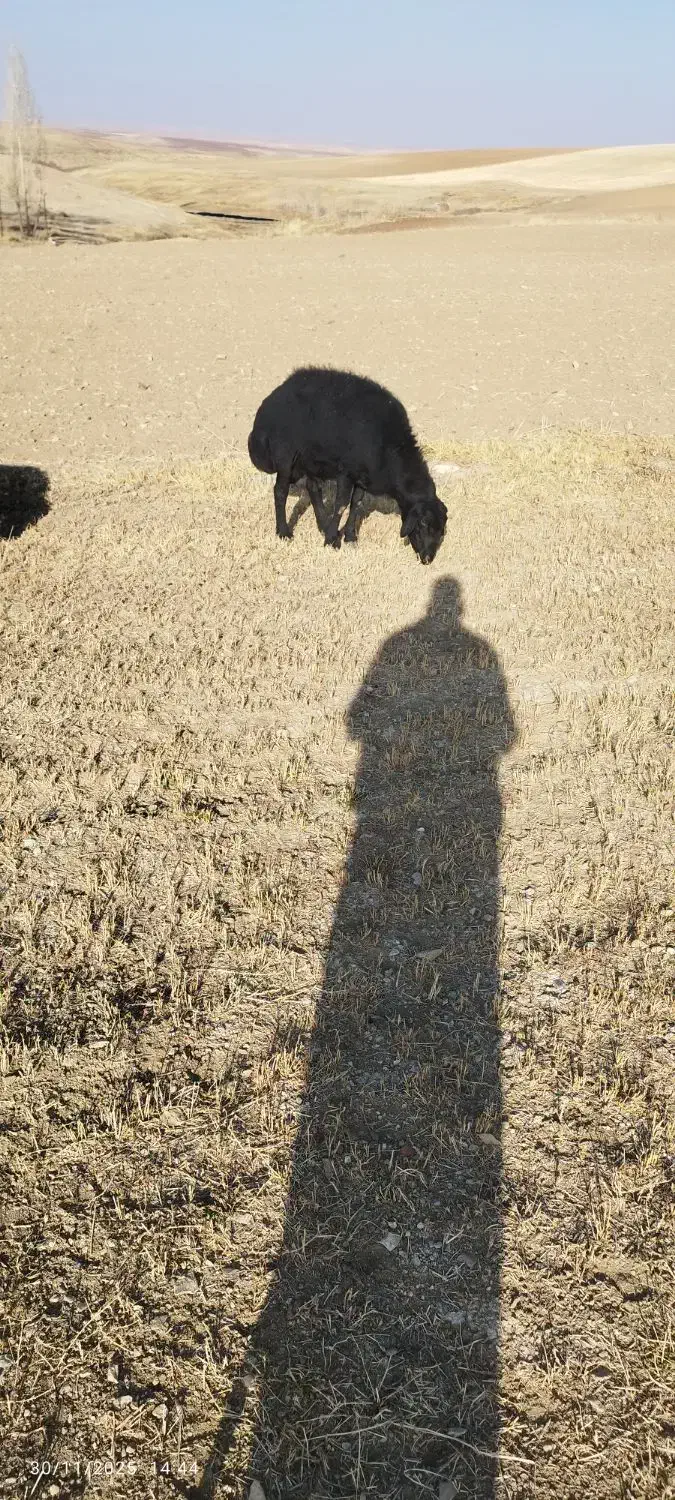 فروش یک عدد قوچ قزل سه سال|حیوانات مزرعه|کرفتو, |دیوار