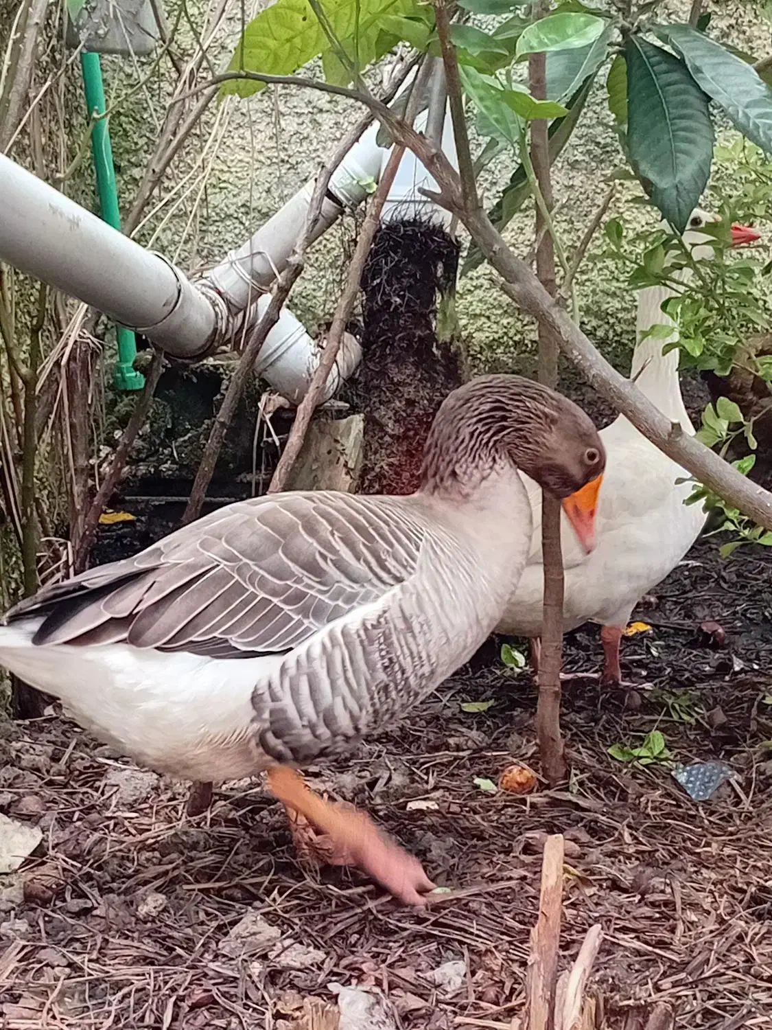 یک جفت غاز بالِغ|حیوانات مزرعه|نوشهر, |دیوار