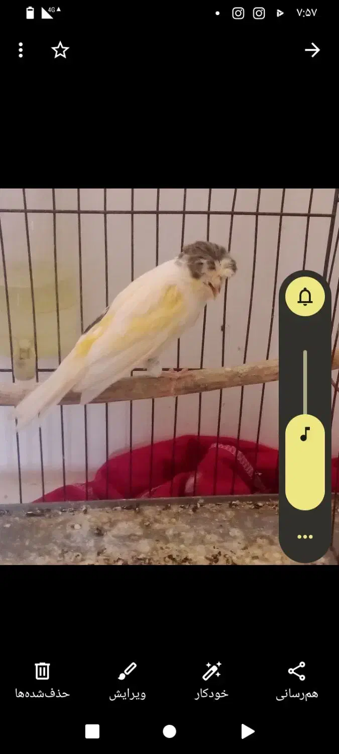 پرنده|پرنده|گرگان, |دیوار