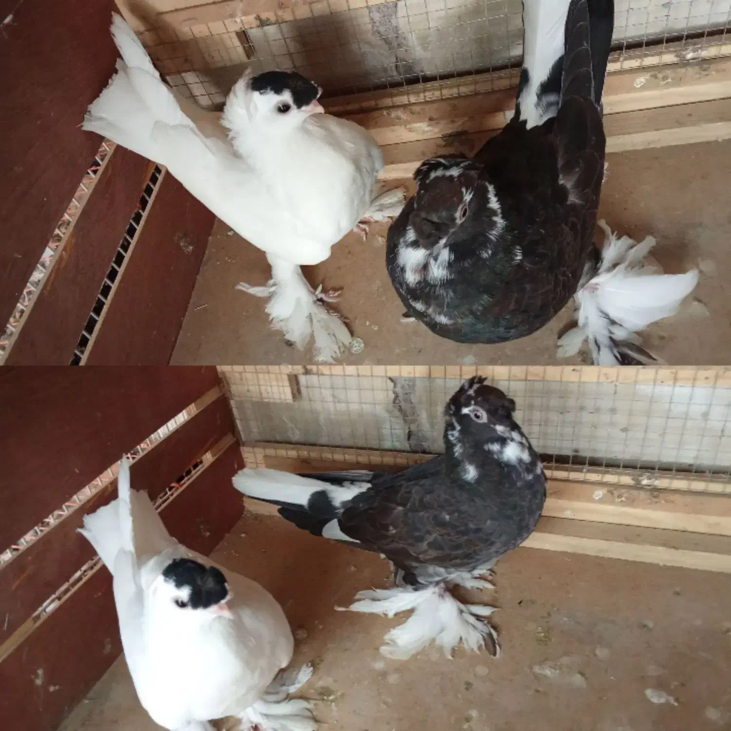 کبوتر ازبک|پرنده|یزد, |دیوار