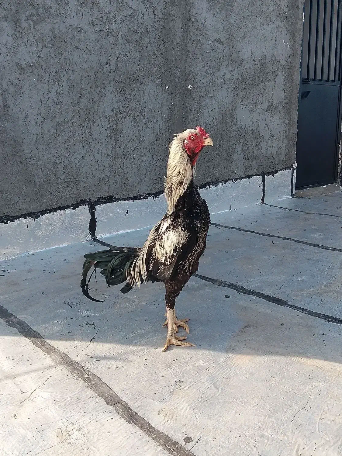 یک عدد خروس لاری و جوجه مرغ لاری|حیوانات مزرعه|مشگین شهر, |دیوار