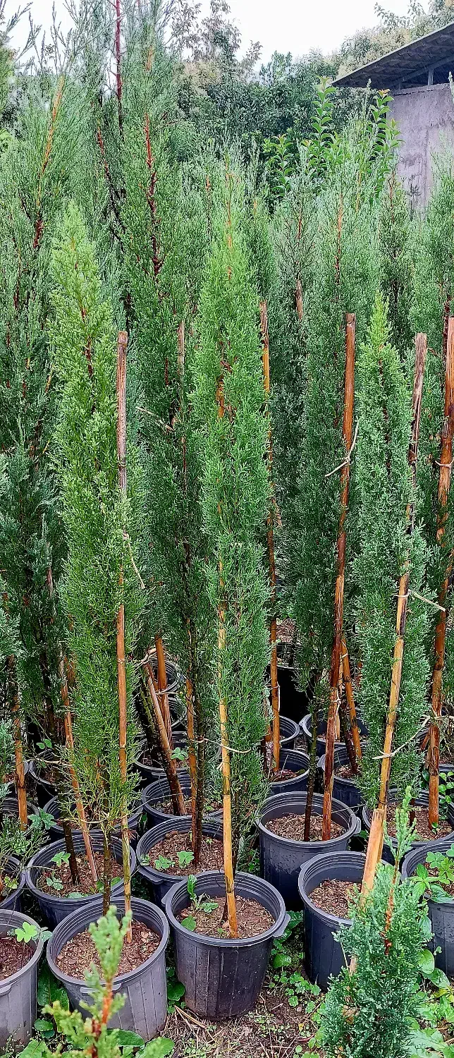 سرو شیراز|خدمات باغبانی و درختکاری|چابکسر, |دیوار