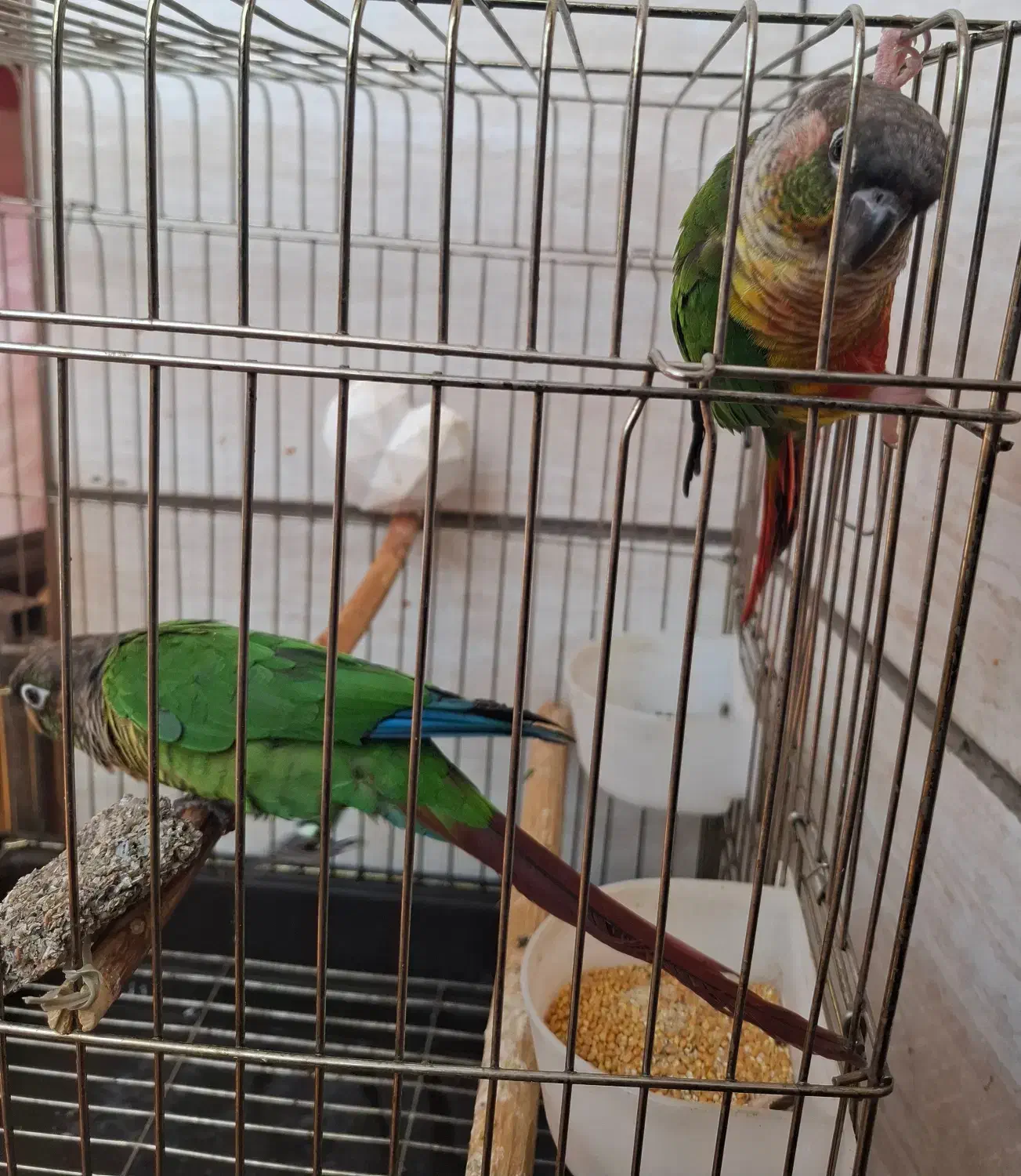 طوطی گرینچیک|پرنده|کرج, شاهین‌ویلا|دیوار