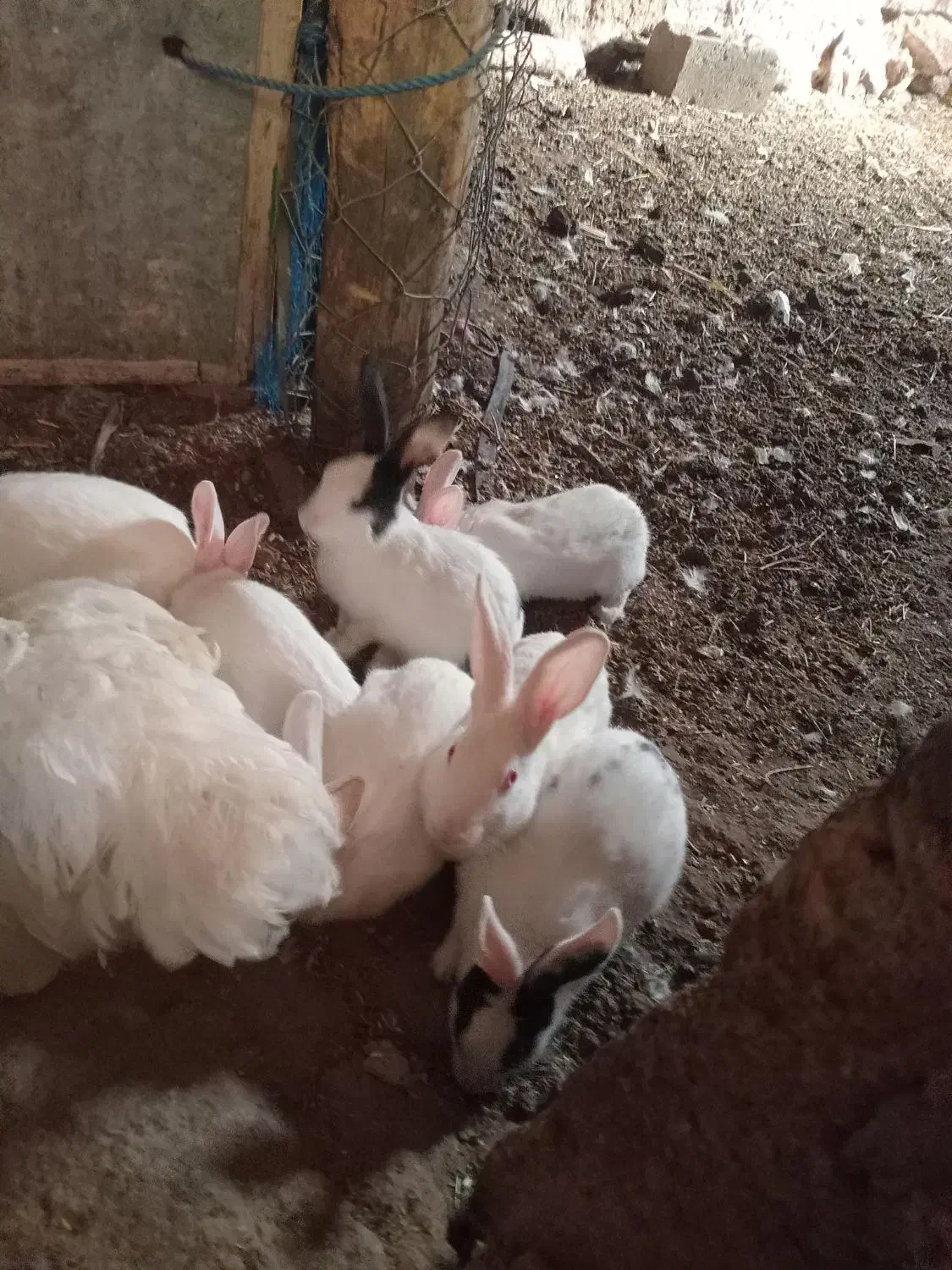 خرگوش|موش و خرگوش|بانه, |دیوار