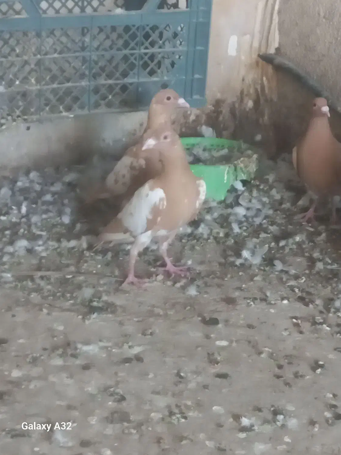 میولمنز درجه یک|پرنده|برازجان, |دیوار