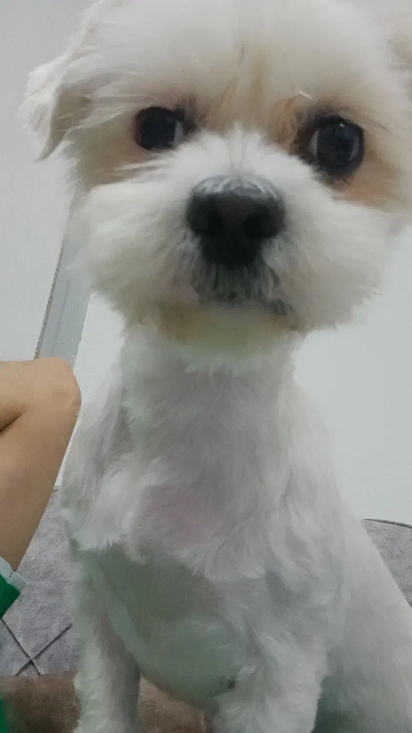 واگذاری|سگ|رباطکریم, شهرک درخشان|دیوار