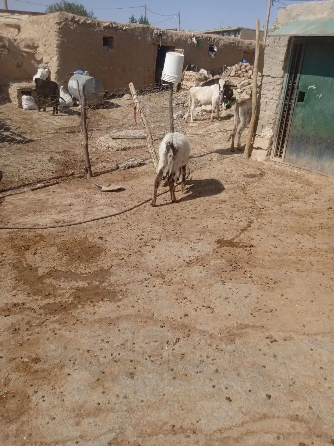 گوساله ماده|حیوانات مزرعه|کوهدشت, |دیوار