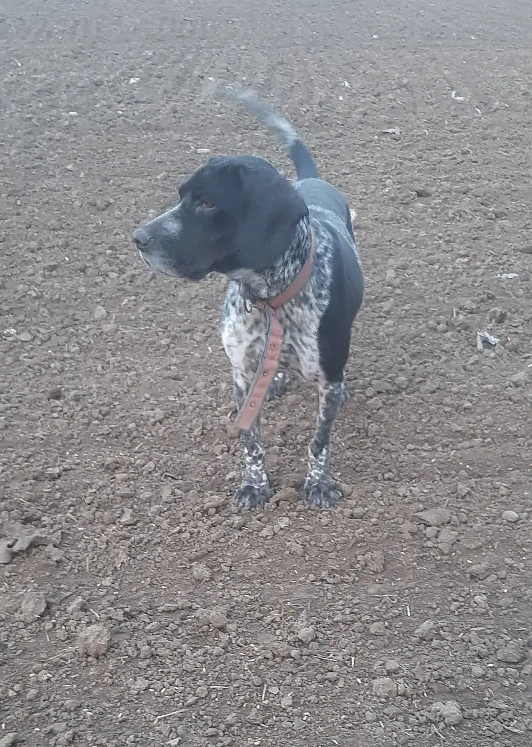 سگ‌ شکاری المانی|سگ|مینودشت, |دیوار