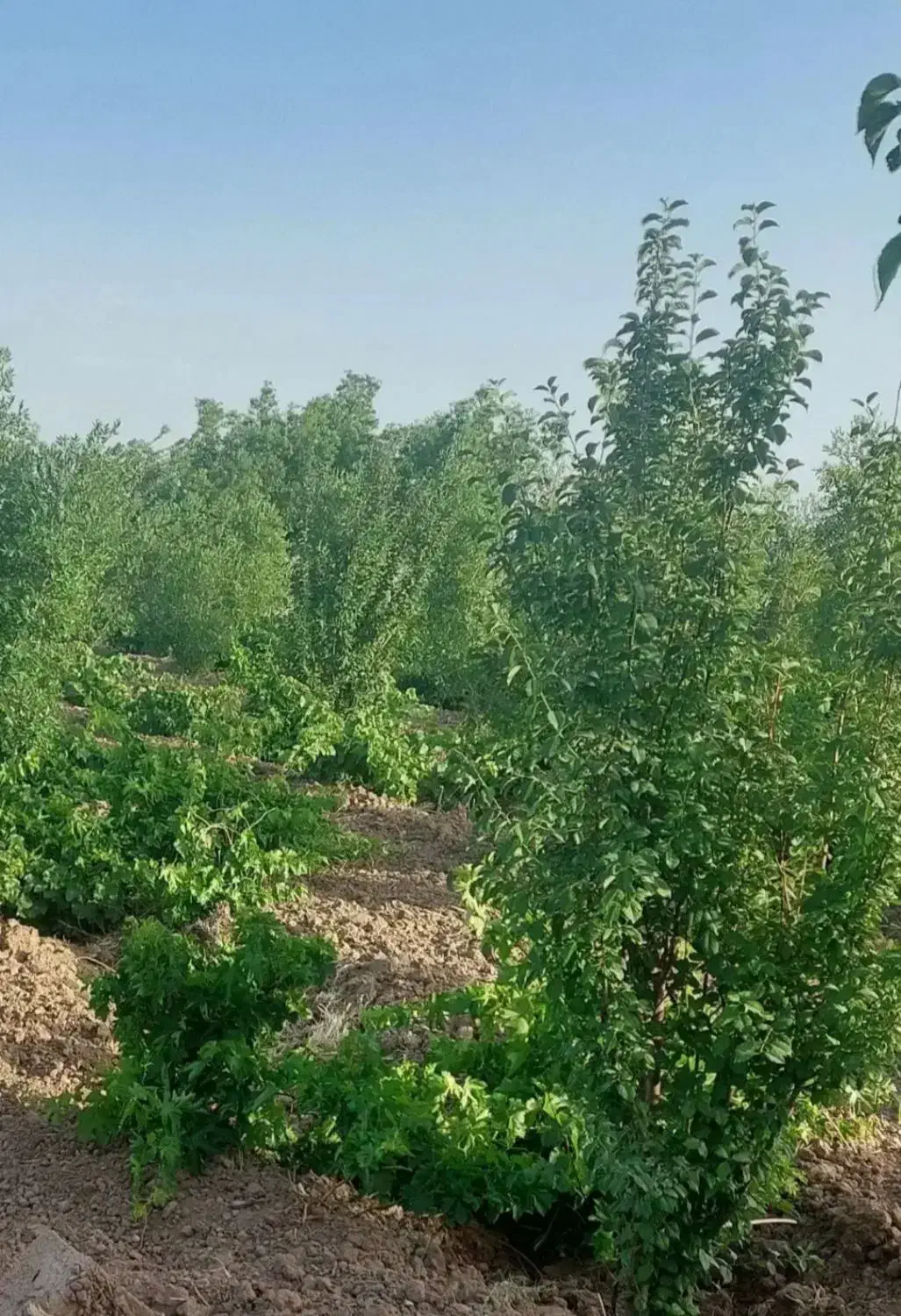 باغ فروشی|فروش دفتر صنعتی، کشاورزی، تجاری|خوسف, |دیوار