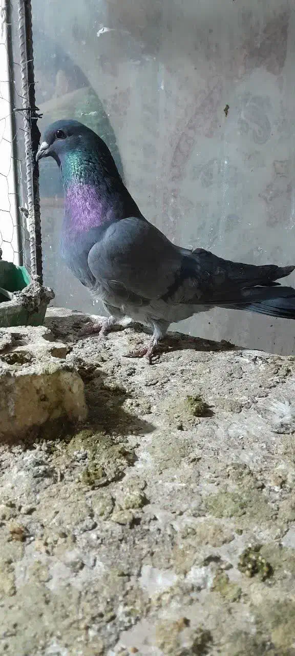 کبوتر ماده فیروزه شیرین پر|پرنده|اصفهان, پوریای ولی|دیوار