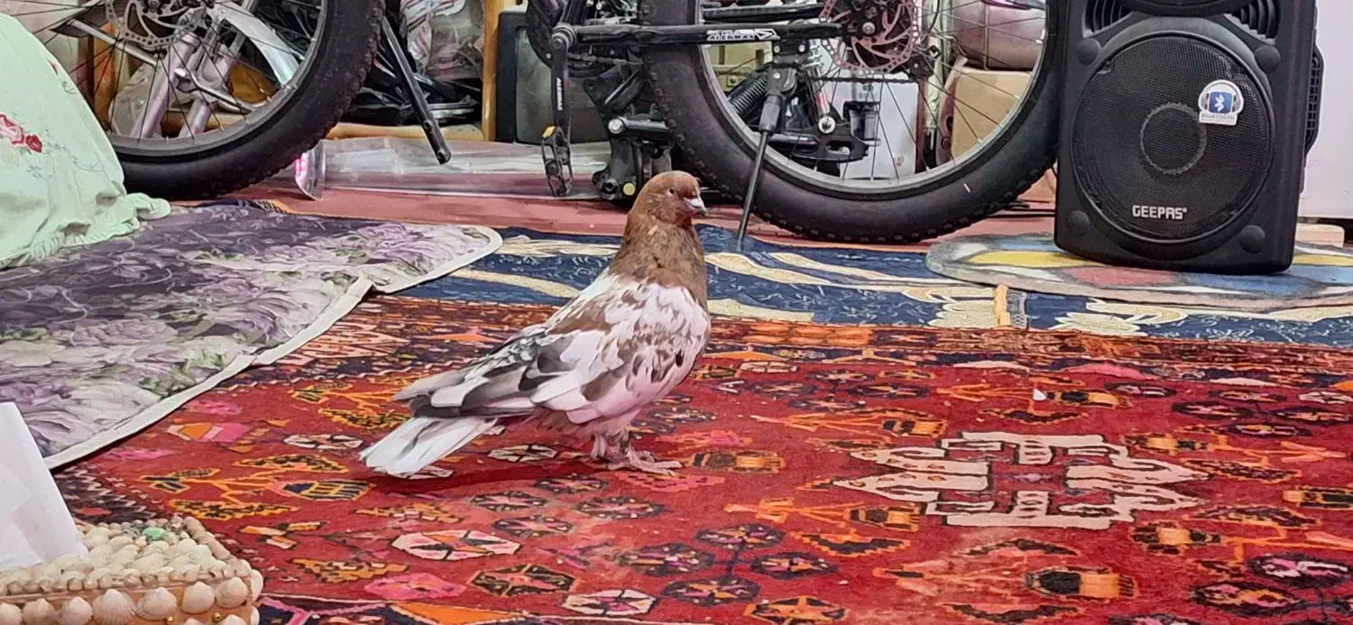 کبوترکله ای شوتری درشت مست|پرنده|خورموج, |دیوار