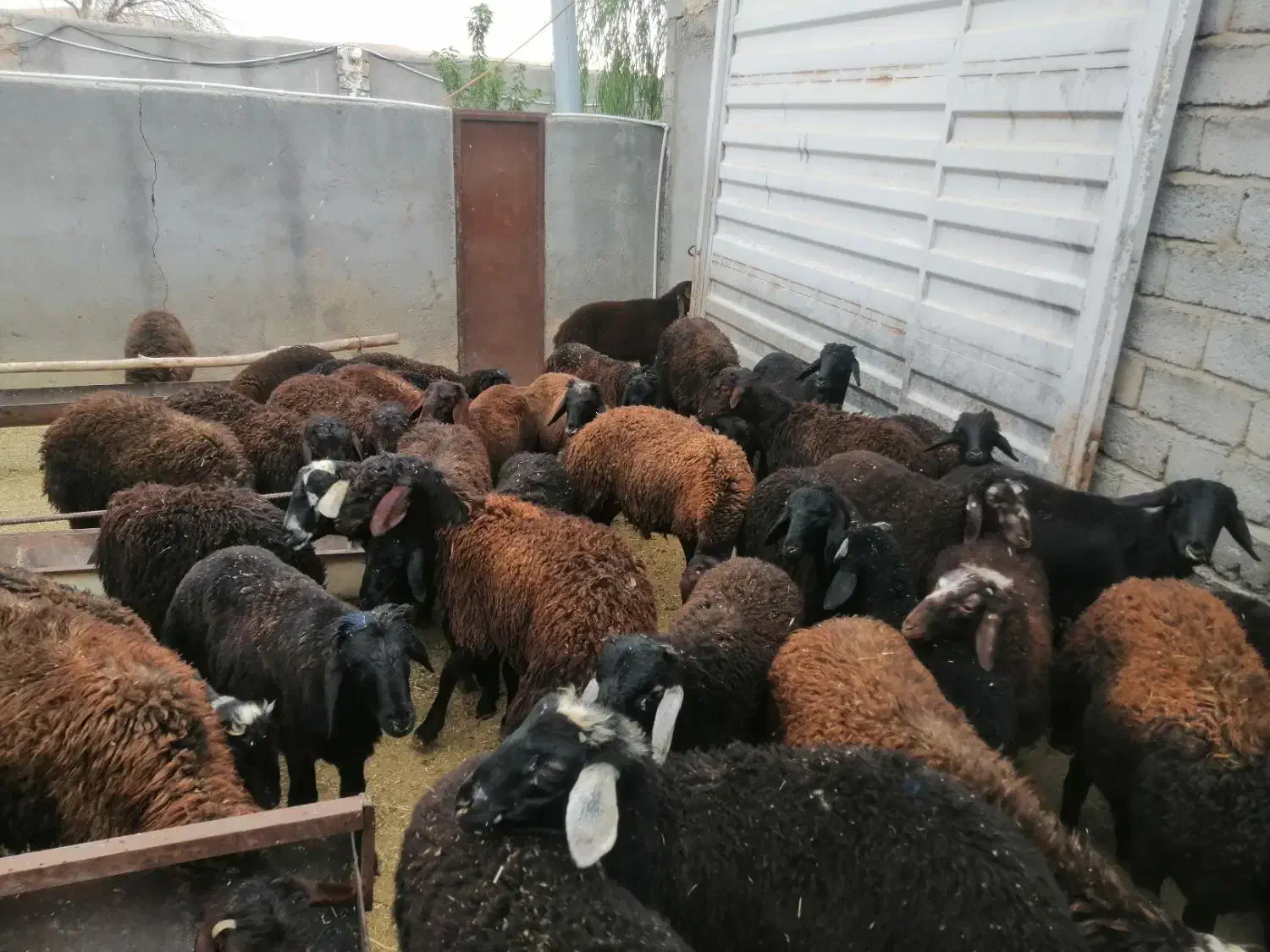 30عدد بره پروار سنگین|حیوانات مزرعه|سلفچگان, |دیوار