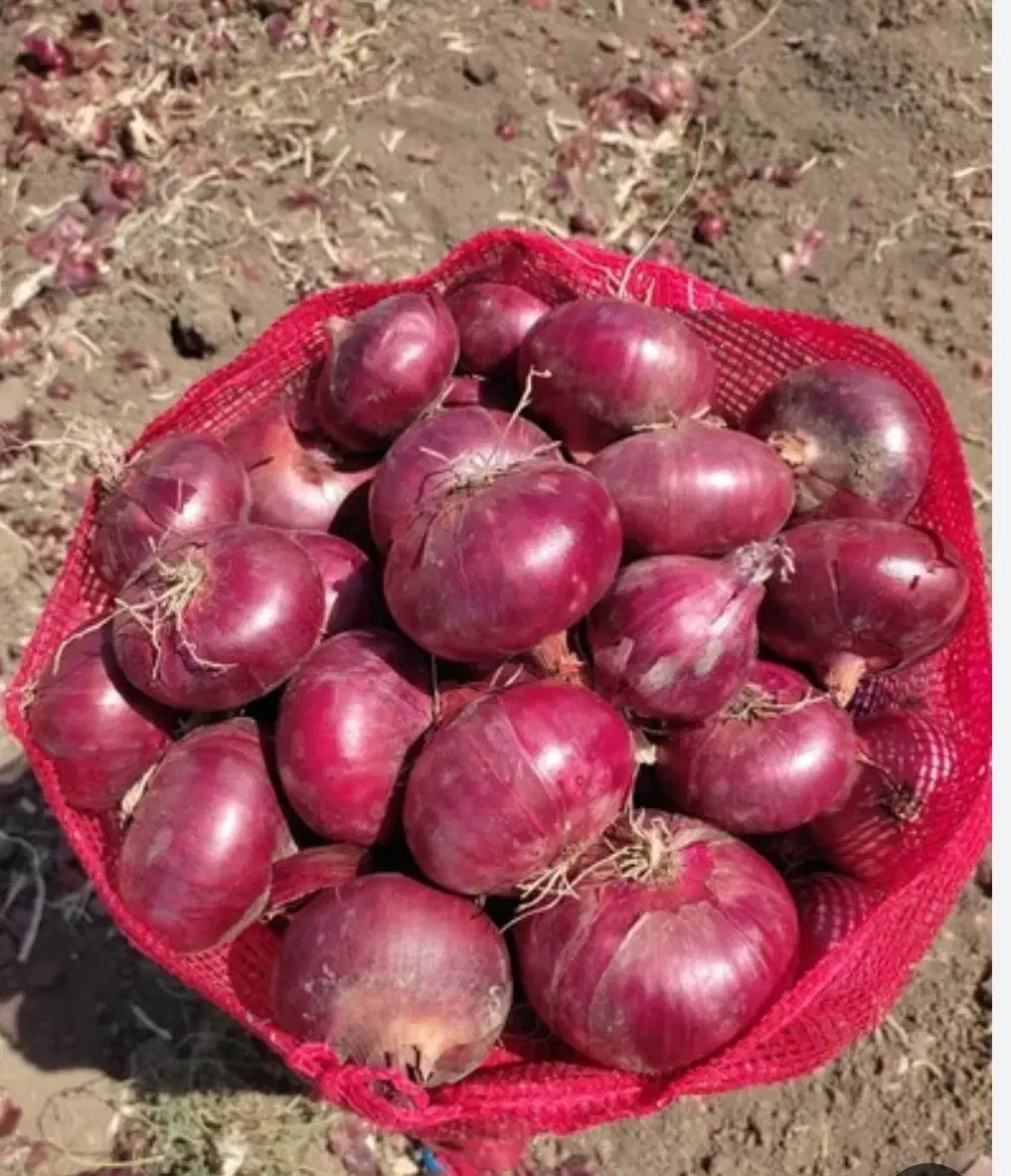 تخم پیاز قرمز بناب تضمینی|گل و گیاه طبیعی|بناب, |دیوار