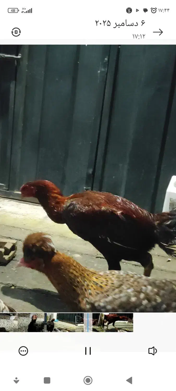 خروس لاری. سه عدد دومیلیون پانصد|حیوانات مزرعه|آستارا, |دیوار