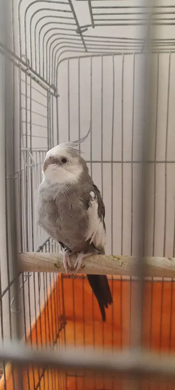 عروس هلندی مولد|پرنده|پاکدشت, پاکدشت (مامازند)|دیوار