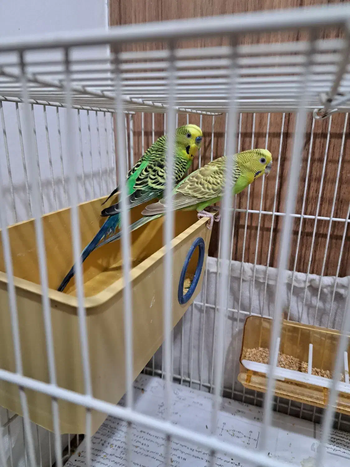 مرغ عشق|پرنده|گلبهار, شهر جدید گلبهار|دیوار