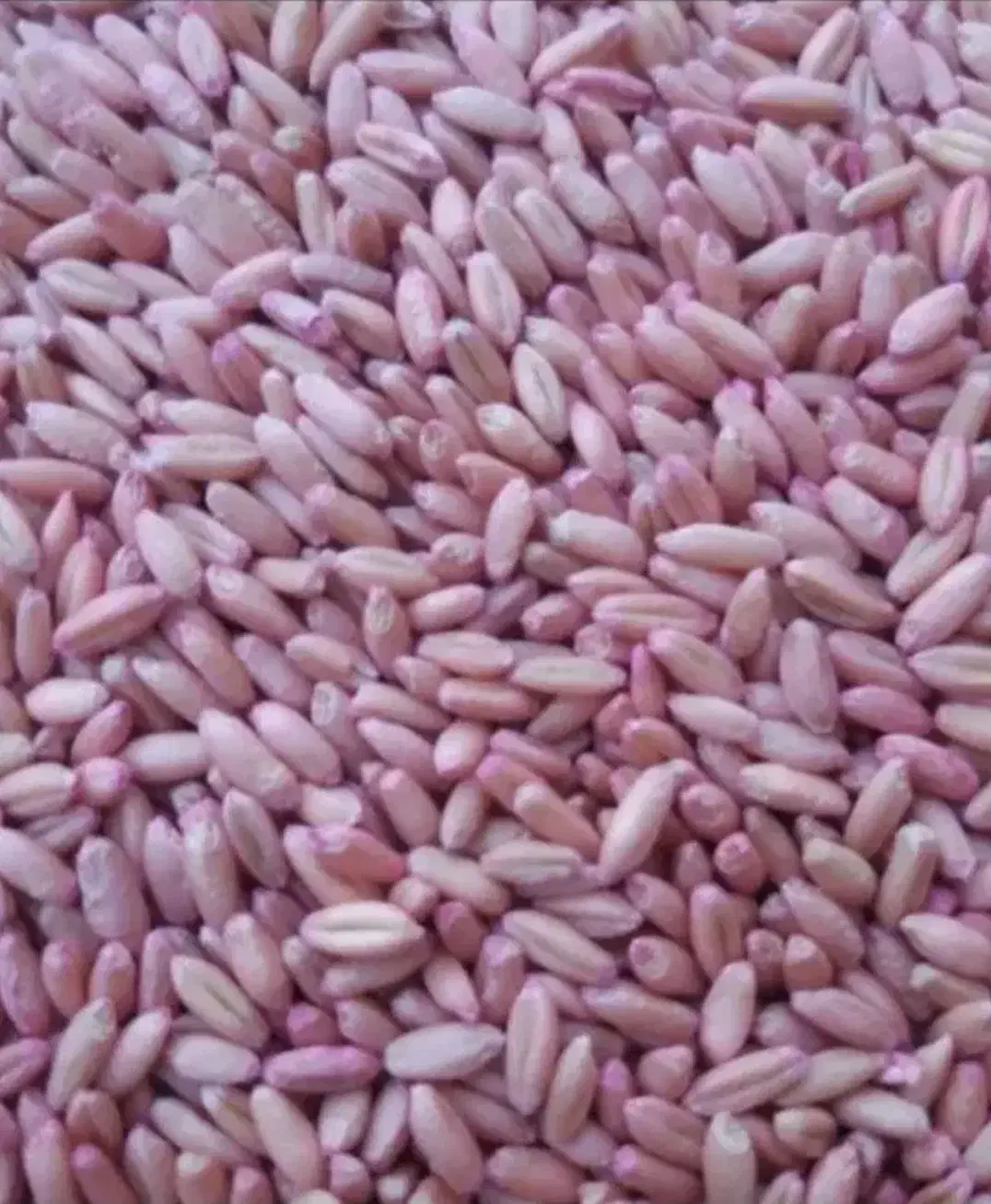 فروش500کیلوگندم سم خورده و3عدد اوره رازی (سره)|خدمات باغبانی و درختکاری|نورآباد, |دیوار