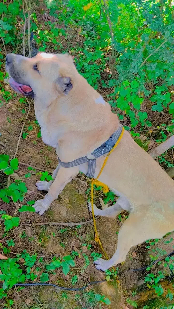 سگ نر|حیوانات|آستانه اشرفیه, |دیوار