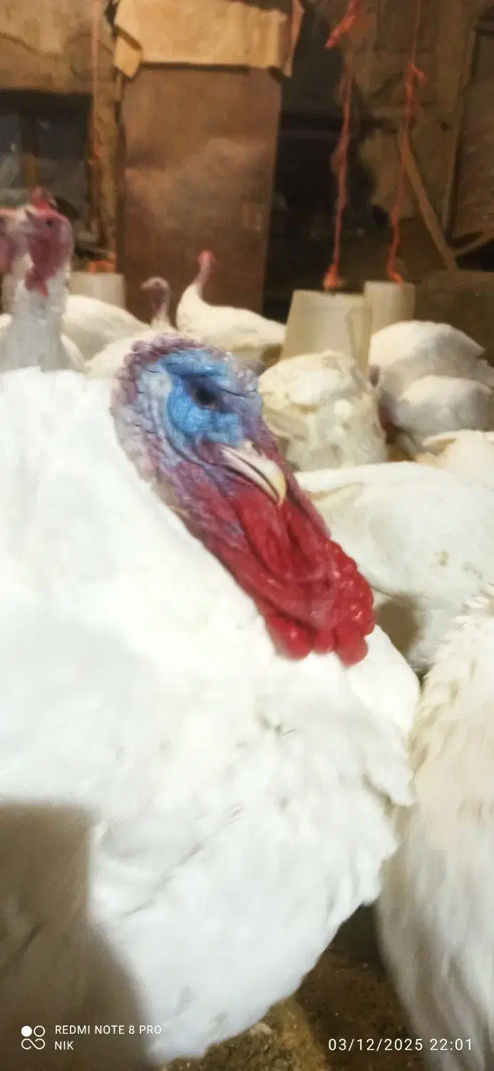 بوقلمون|حیوانات مزرعه|صحنه, |دیوار