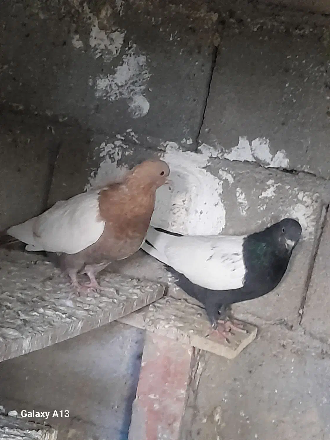 سینه سیاه وسینه زرد|پرنده|گلباف, |دیوار