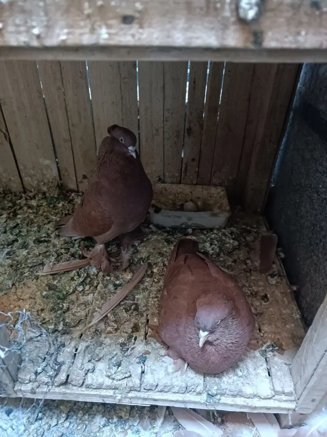 کبوتررواعب|پرنده|قم, آلوچو|دیوار