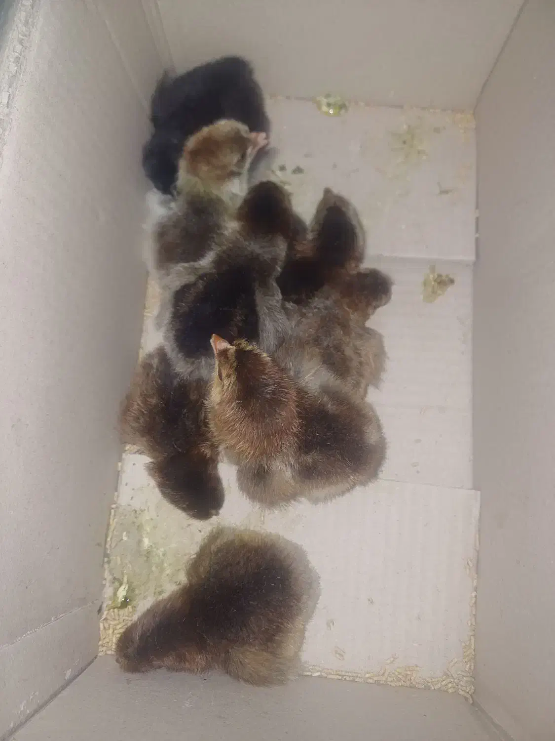 جوجه 1روزه|حیوانات مزرعه|بانه, |دیوار