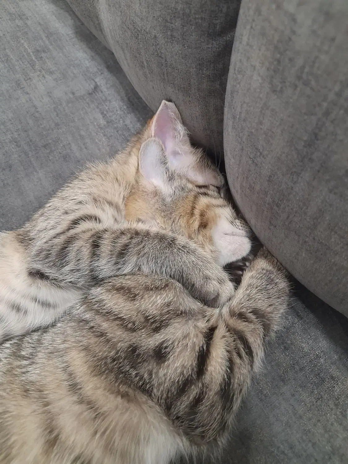 واگذاری گربه نژاد DSH|گربه|رباط‌کریم, رباط‌کریم|دیوار