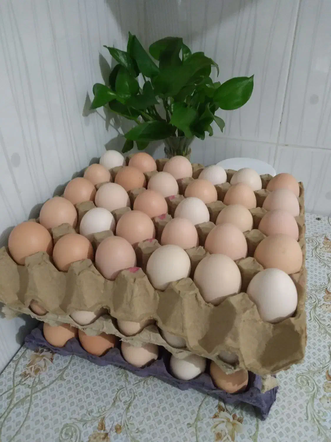 تخم مرغ محلی|خوردنی و آشامیدنی|دزفول, |دیوار