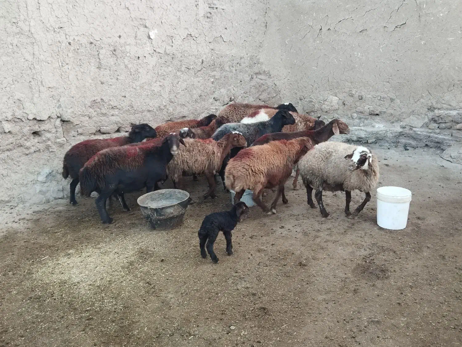 میش آبستن افشاری|حیوانات مزرعه|سبزوار, قائم|دیوار