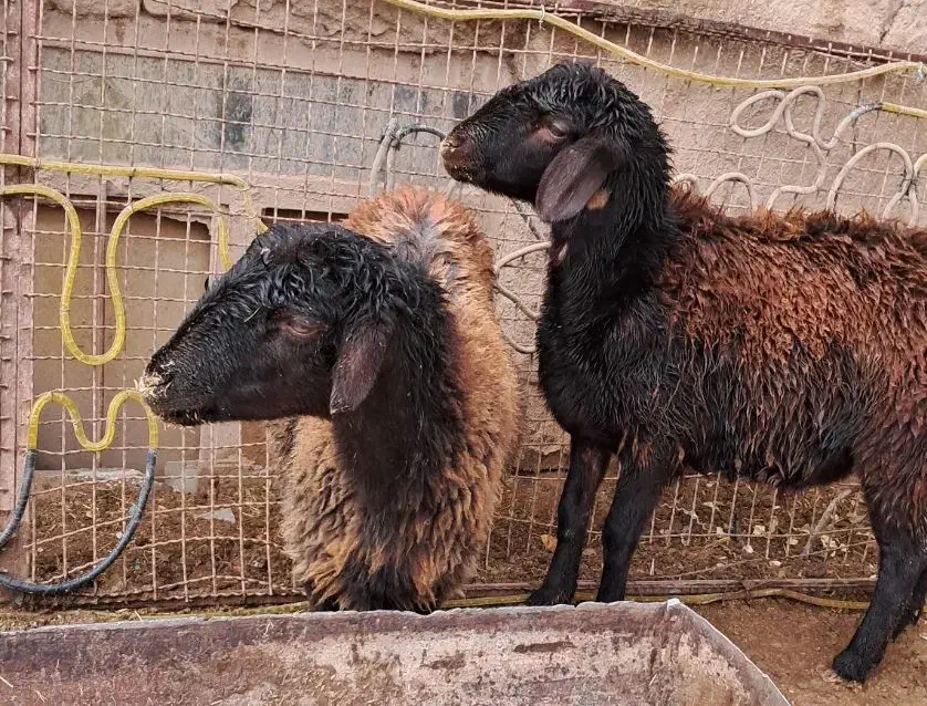 بره ماده افشار|حیوانات مزرعه|فیروزه, |دیوار