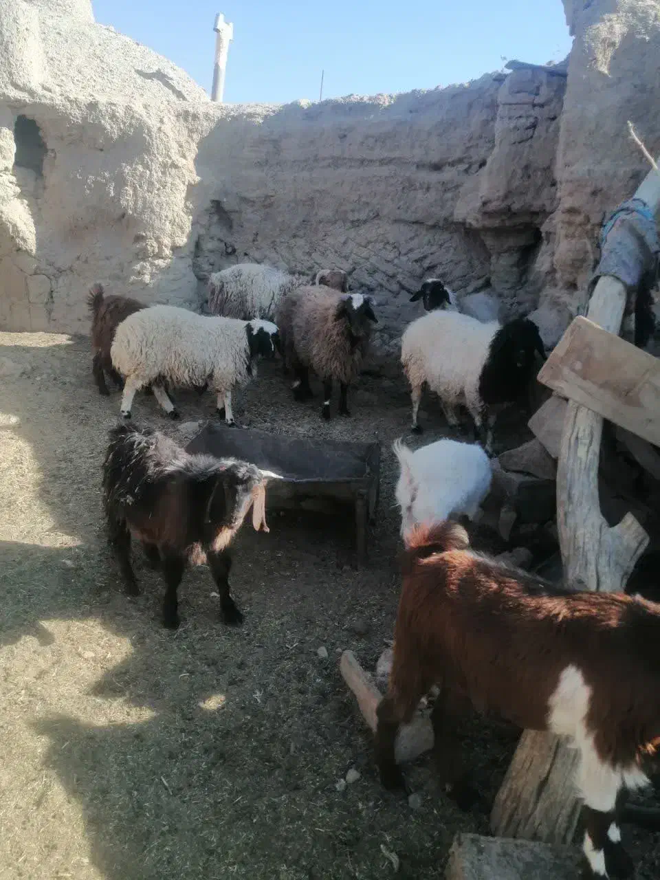 فروش تعدادی بز و بره|حیوانات مزرعه|بیرجند, |دیوار