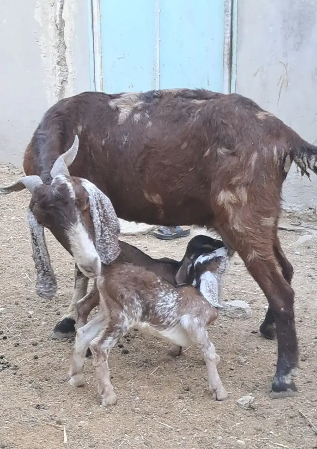 بز جوان و شیری|حیوانات مزرعه|جناح, |دیوار