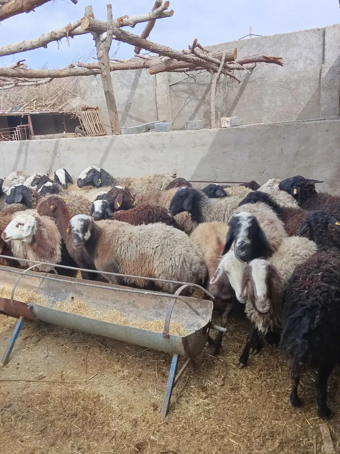 میش 40راس|حیوانات مزرعه|یزد, |دیوار
