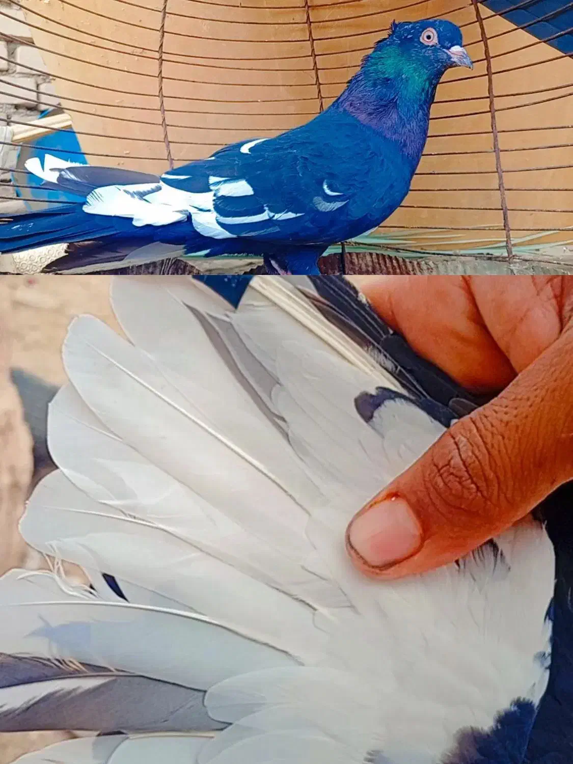 کبوتر|پرنده|شوشتر, |دیوار