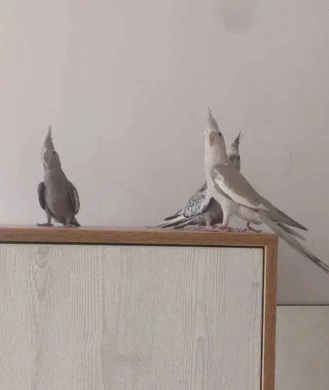 عروس هلندی|پرنده|اردبیل, |دیوار