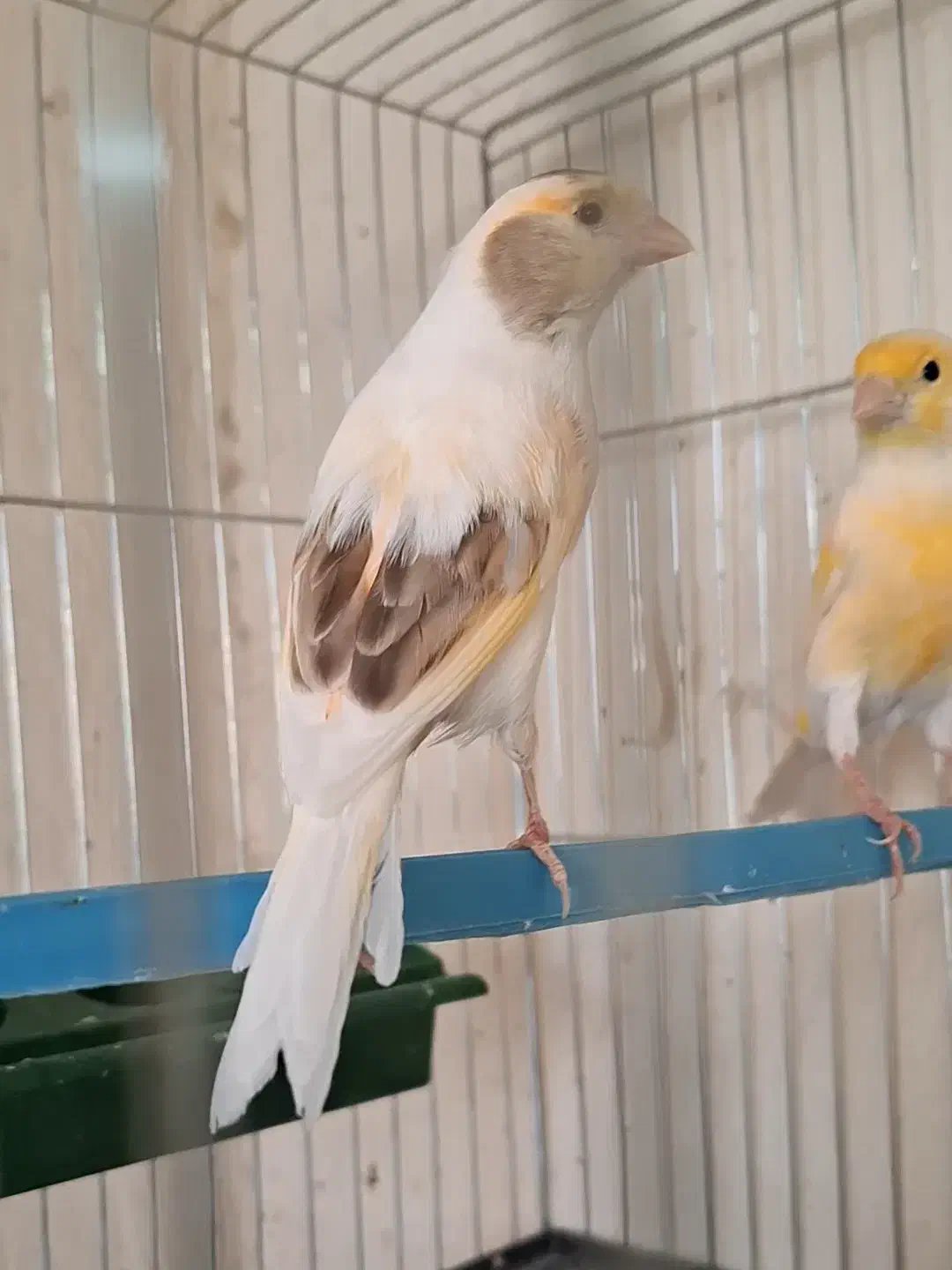 چهار عدد ماده ابلغ. جفت خور سهره|پرنده|شیراز, شهرک صدا و سیما|دیوار