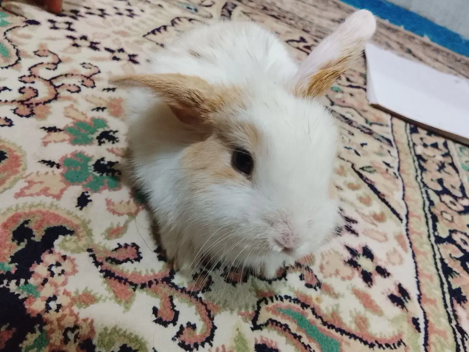 خرگوش لوپ کوچولو|موش و خرگوش|زاهدان, |دیوار